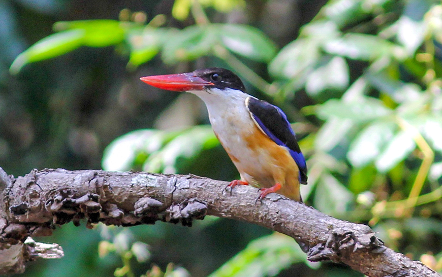 Black-Capped-Kingfisher