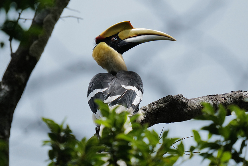 great-hornbill