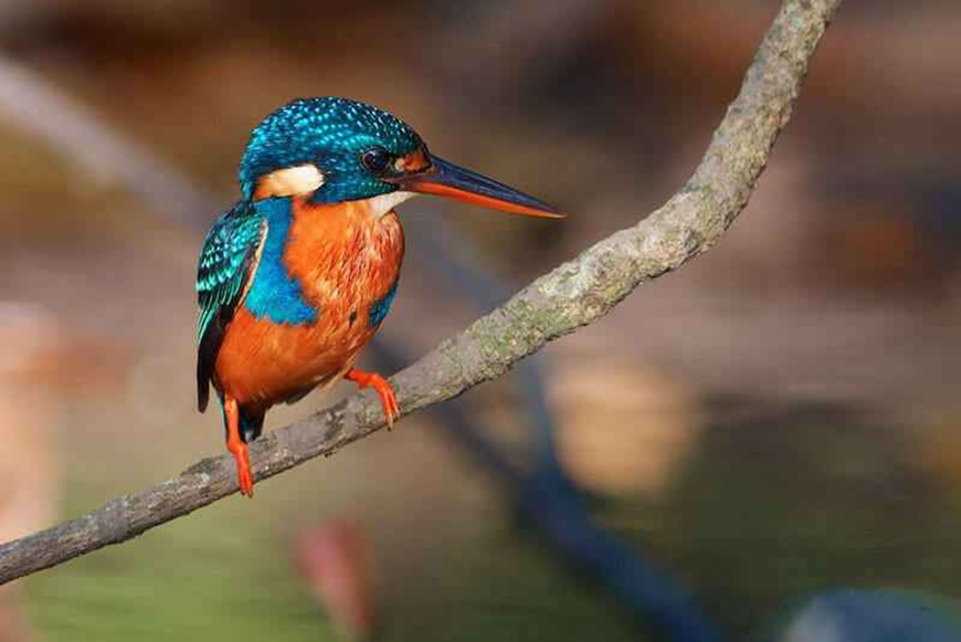 kingfisher