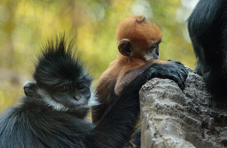 White-Cheeked_Black-Langur