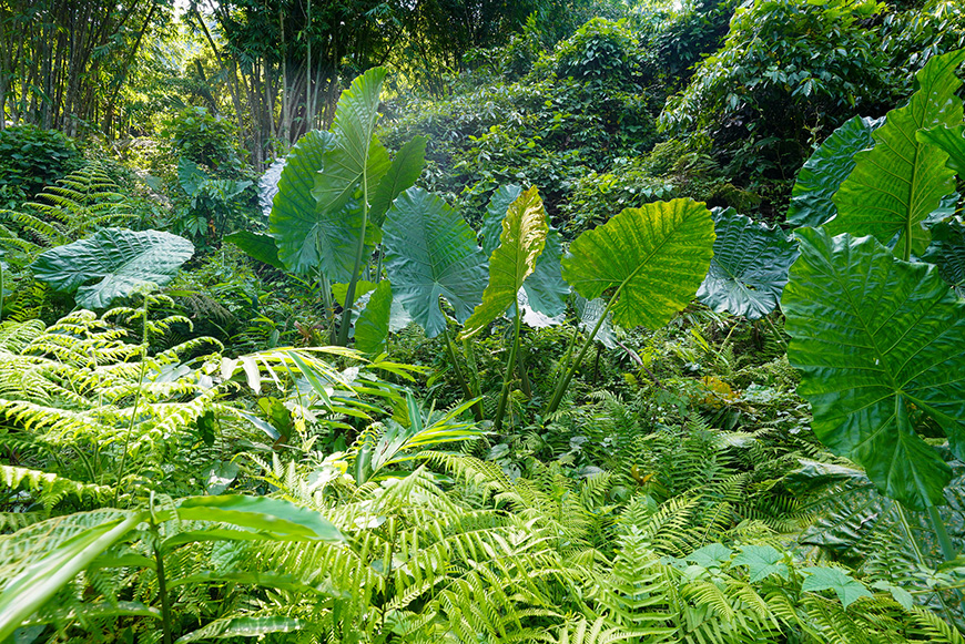 jungle_ba-be