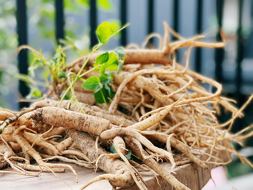 ginseng-vietnamien